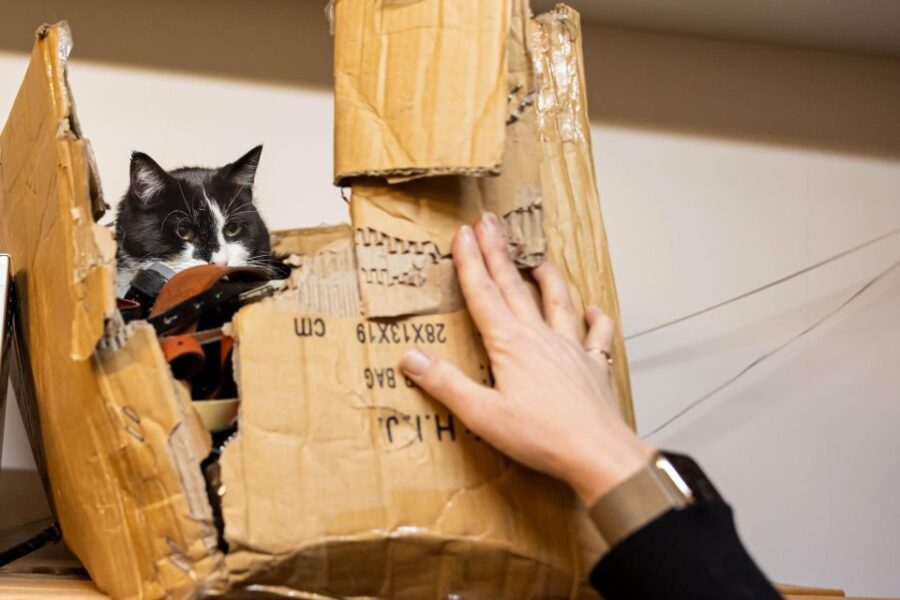 Private Combo Reykjavik Folklore & CatWalk - What to Expect at Each Stop