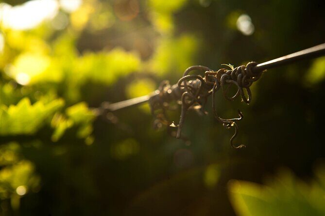 Private Cretan Gastronomic experience Winery visit with Tastings & Cooking Class - Why This Tour Might Be Worth It