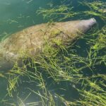 Private Crystal River Wildlife Boat Tour - Who Is This Tour Best For?