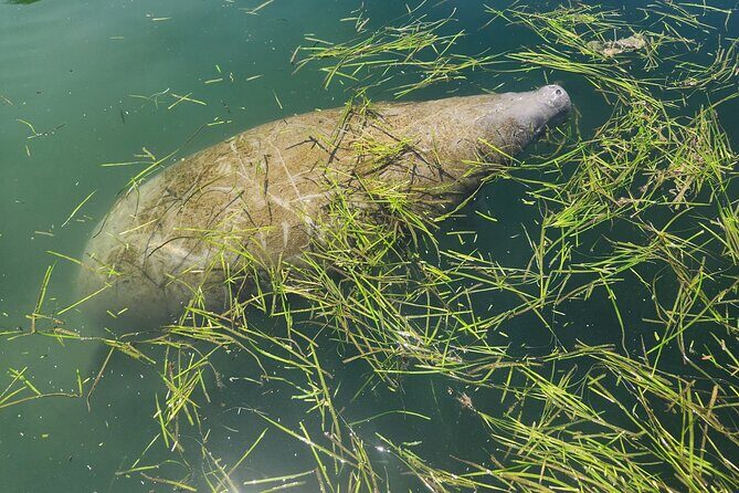 Private Crystal River Wildlife Boat Tour - Who Is This Tour Best For?