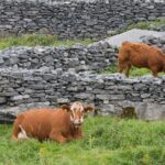 Private cultural tour of Inisheer, Aran Islands with lunch, horse and trap tour - The Horse and Trap Experience
