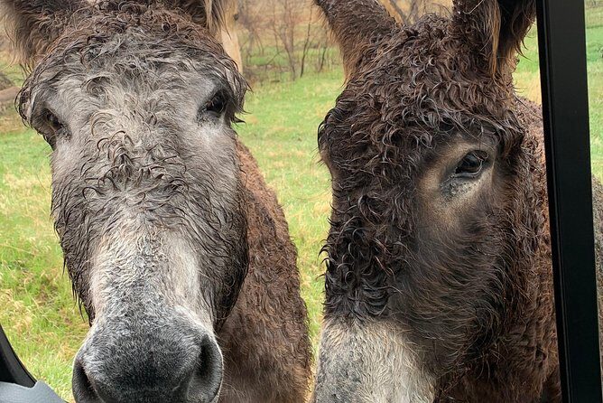 Private Custer State Park Safari and Hiking Tour - The Guides: Making the Difference