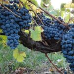 Private Custom-Made Niagara Falls Wine, Beer, and Spirits Tour - The Fine Details and Practical Considerations