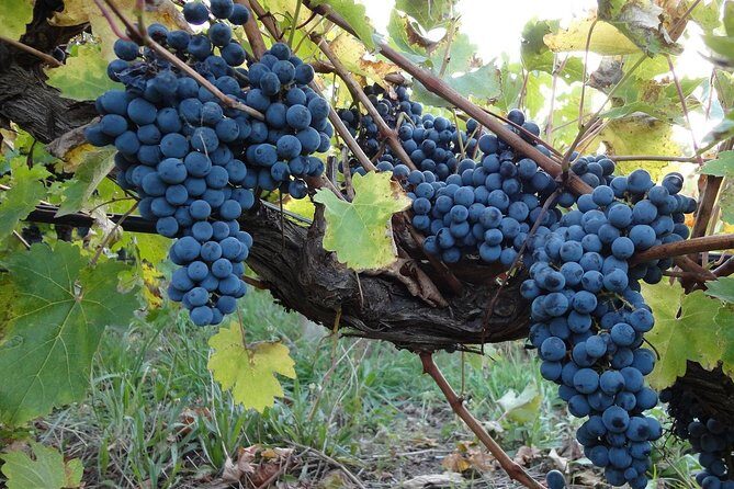 Private Custom-Made Niagara Falls Wine, Beer, and Spirits Tour - The Fine Details and Practical Considerations