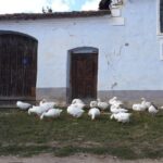 Private Day Tour Sighisoara and Viscri from Brasov with Hotel Pick Up/ Drop Off - Who Should Consider This Tour?