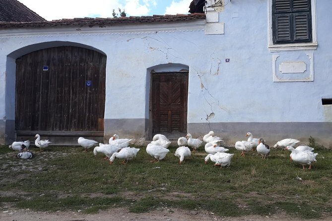 Private Day Tour Sighisoara and Viscri from Brasov with Hotel Pick Up/ Drop Off - Who Should Consider This Tour?