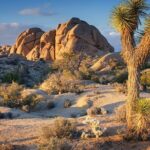 Private Day Tour to Joshua Tree National Park from San Diego - What the Reviews Say