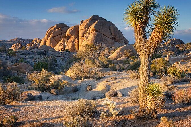 Private Day Tour to Joshua Tree National Park from San Diego - What the Reviews Say