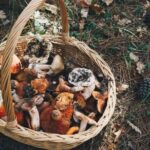 Private Daytrip for Truffle Mushroom Foraging and Wine Tasting - Final Thoughts: Who Will Love This Tour?