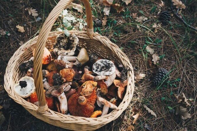 Private Daytrip for Truffle Mushroom Foraging and Wine Tasting - Final Thoughts: Who Will Love This Tour?