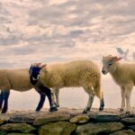 Private Dingle and Slea Head - The Charm of Dingle Town