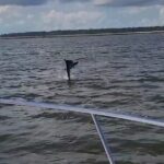 Private Dolphin Boat Tour in Hilton Head Island - The Experience from a Traveler’s Perspective