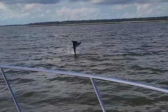 Private Dolphin Boat Tour in Hilton Head Island - The Experience from a Traveler’s Perspective
