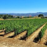 Private Douro Valley Tour (2 wineries + boat) - A Deep Dive Into the Experience