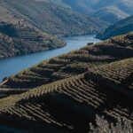 Private Douro Valley Tour Includes Wine Tasting and Boat Tour - An in-depth look at the Douro Valley Tour