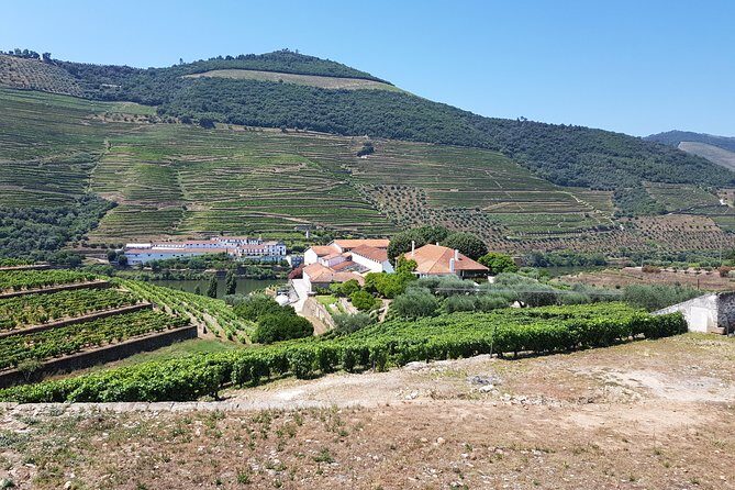 Private Douro Valley visit to three vineyards with Lunch from Porto - Who Would Enjoy This Tour?