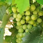 PRIVATE EXCURSION: Florence & Chianti with Wine Tasting Experience from Livorno - The Sum Up