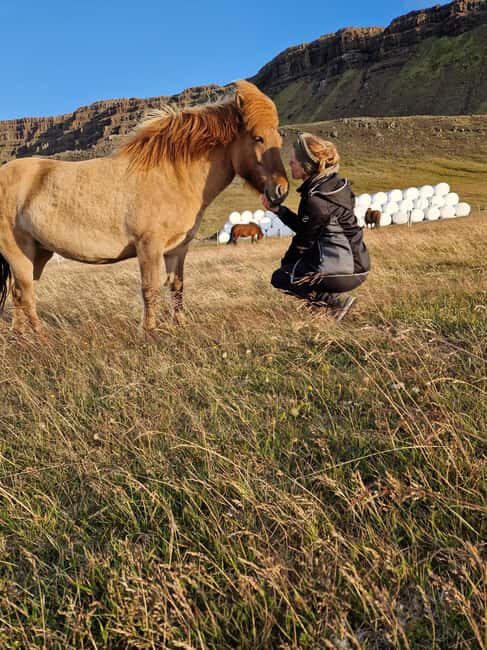 Private Farm Visit in West Iceland & Silver Circle Daytour - The Price and Value