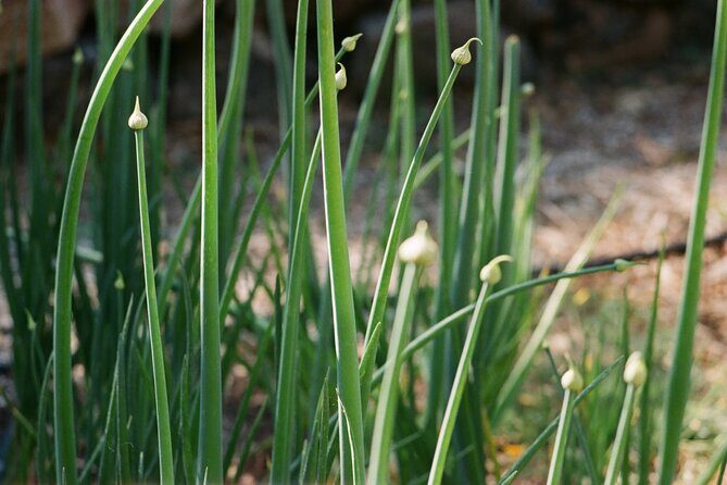 Private Farm Workshop in Napa Valley - The Itinerary: How does the day unfold?