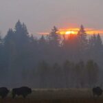 Private Full Day Bison Safari Tour in Bialowieza National Park - The Experience in Detail