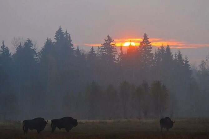 Private Full Day Bison Safari Tour in Bialowieza National Park - The Experience in Detail