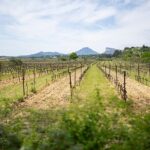 Private Full Day Pic Saint Loup Wine and Olive Tour with Lunch from Montpellier - Analyzing the Price and Value