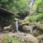 Private Full Day Tour from Batumi to Waterfalls - The Logistics and Practicalities