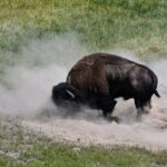 Private Full Day Tour of Yellowstone's Natural Wonders - Who Is This Tour Best For?