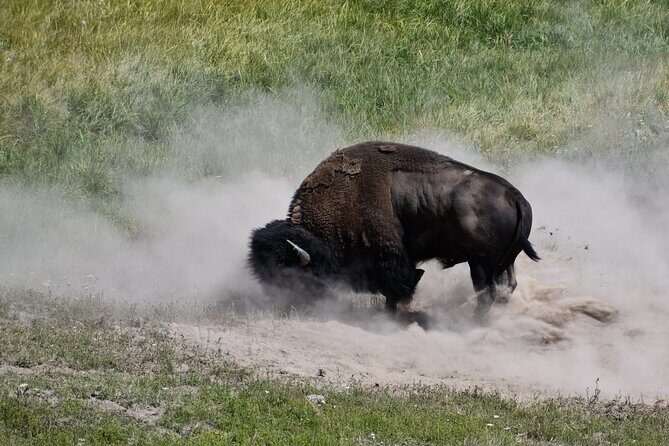 Private Full Day Tour of Yellowstone's Natural Wonders - Who Is This Tour Best For?