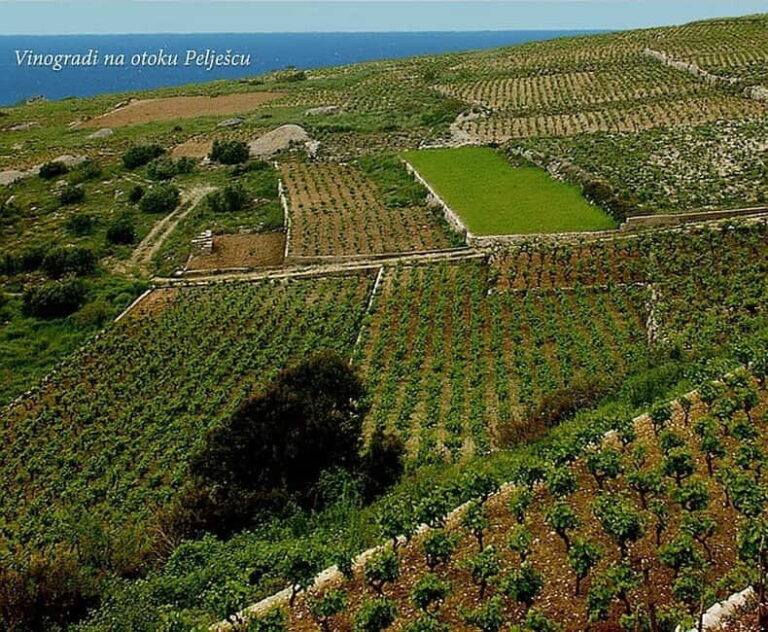 Private Full-Day Wine Tour from Dubrovnik to Peljesac - A Closer Look at the Itinerary and Experience