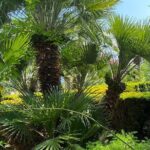 Private Game of Thrones Tour with King's Landing Garden - What to Expect: Transportation, Timing, and Value