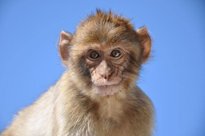 Private Gibraltar Victory Gold Tour 2.30hrs - The Practicalities and Experience