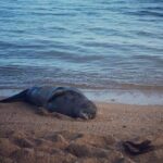 Private Group Snorkel Adventure on Tropical Reef with Sea Turtles - Why Travelers Love This Tour