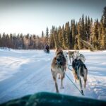 Private Guided Dog Sledding on the Historic Yukon Quest Trail - Real Experiences from Travelers