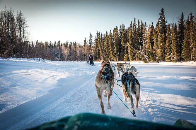 Private Guided Dog Sledding on the Historic Yukon Quest Trail - Real Experiences from Travelers