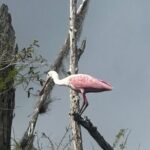 Private Guided Everglades Kayak Tour - The Value of a Private Tour