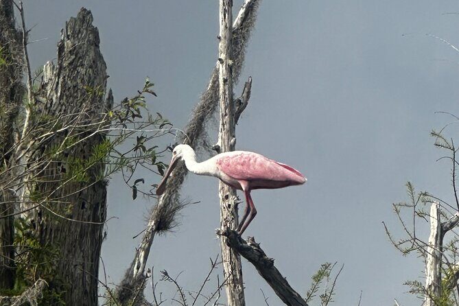Private Guided Everglades Kayak Tour - The Value of a Private Tour