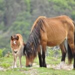 Private Guided Tour - Peneda Gerês National Park - The Value of This Tour