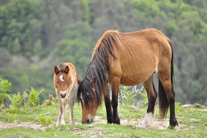 Private Guided Tour - Peneda Gerês National Park - The Value of This Tour