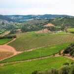 Private guided tour: Siena San Gimignano and Chianti - What You Can Expect from the Itinerary