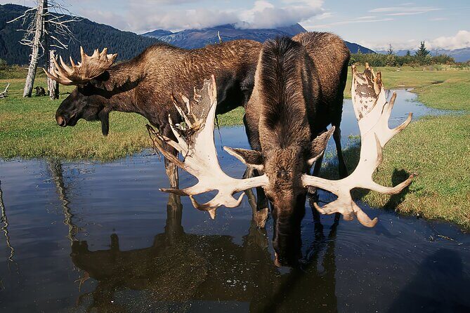 Private Half-Day Nature Tour from Anchorage - A Closer Look at the Tour Experience