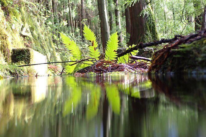 Private hike along the Levada - What to Expect from the Levada Hike