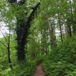 Private Hiking Tour to Mtirala National Park from Batumi - Who Is This Tour Best For?