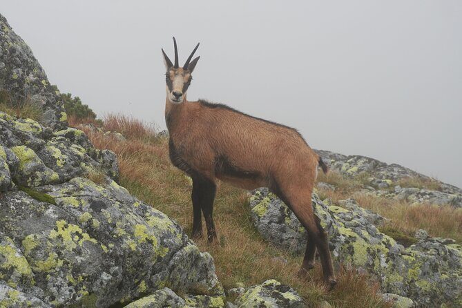 Private Hiking Tour Visit to Slovakia with Licensed Guide - What to Expect on the Itinerary