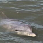 Private Hilton Head Sunset Dolphin Tour - Who Should Consider This Tour?