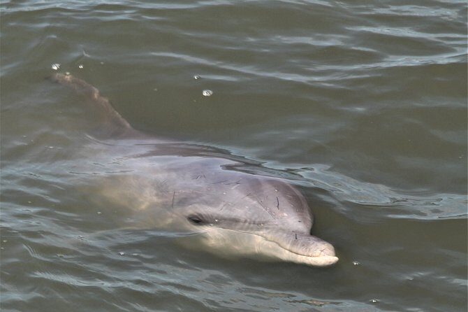 Private Hilton Head Sunset Dolphin Tour - Who Should Consider This Tour?