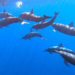 Private Huatulco Ocean, Bays & Coral Reef Snorkeling Adventures - Who Will Enjoy This Tour Most?