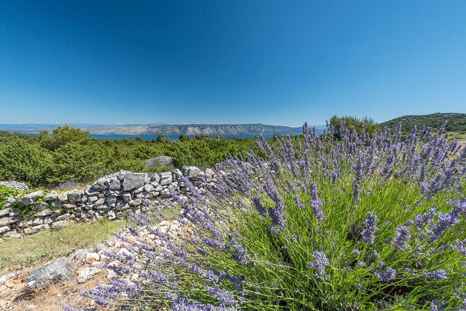 Private Hvar Island Tour and Olive Oil Tasting - Who Would Love This Tour?