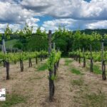 Private Irpinia Wine Tour from POSITANO, AMALFI or RAVELLO - Who is This Tour Best For?