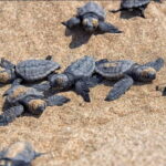 Private Jeep Safari Turtle Adventure & Adonis Waterfalls - Detailed Breakdown of the Itinerary